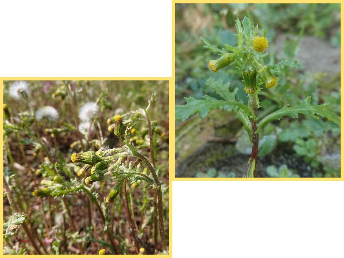 Soort van dag 1: klein&nbsp;kruiskruid