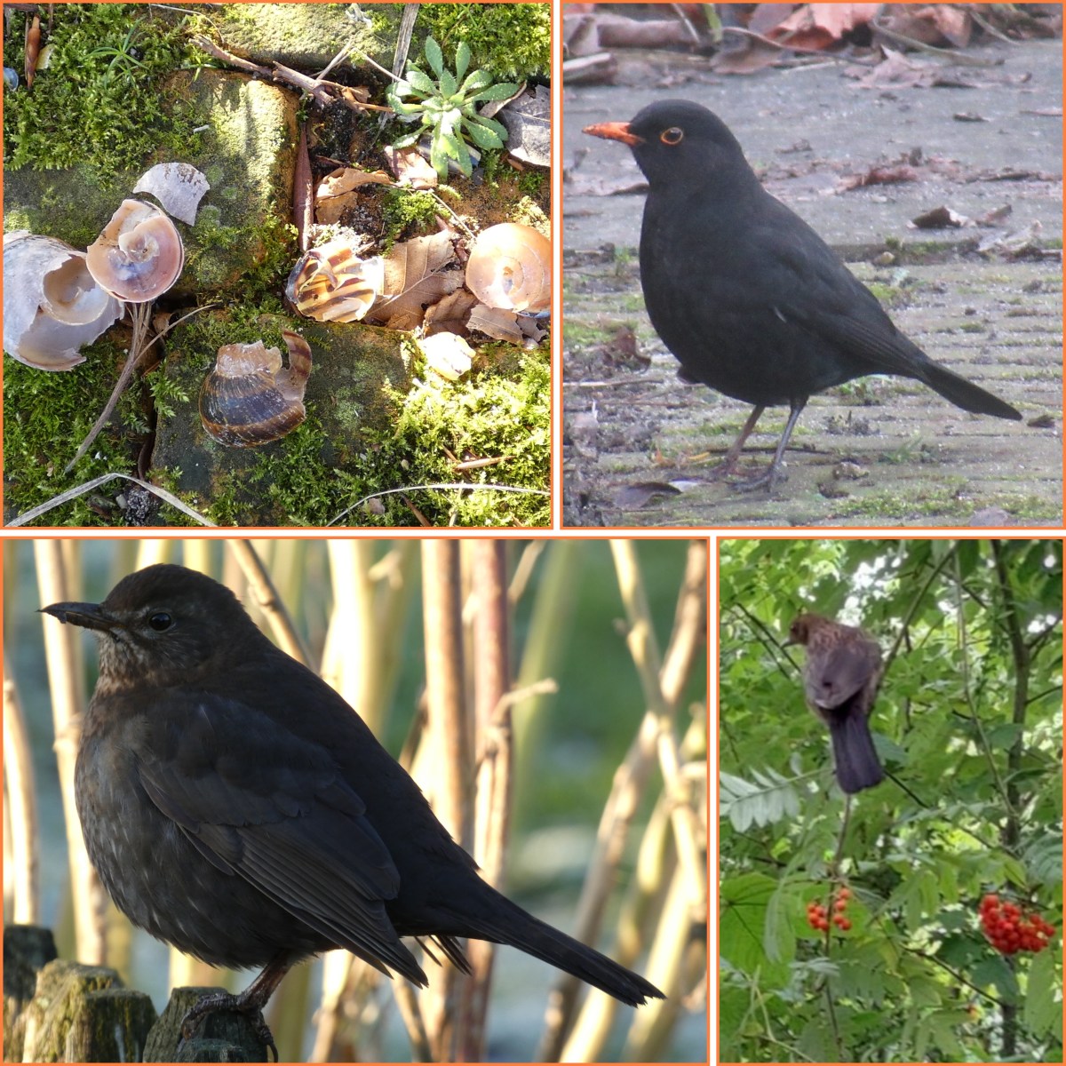 Soort van dag 29:&nbsp;merel