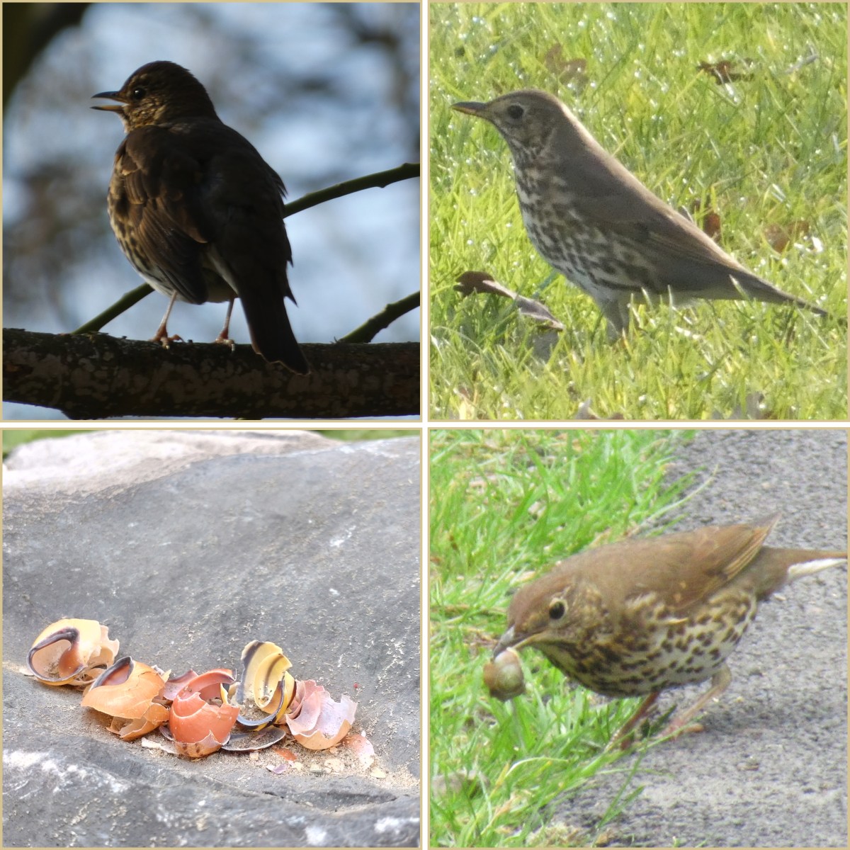 Soort van dag 65:&nbsp;zanglijster