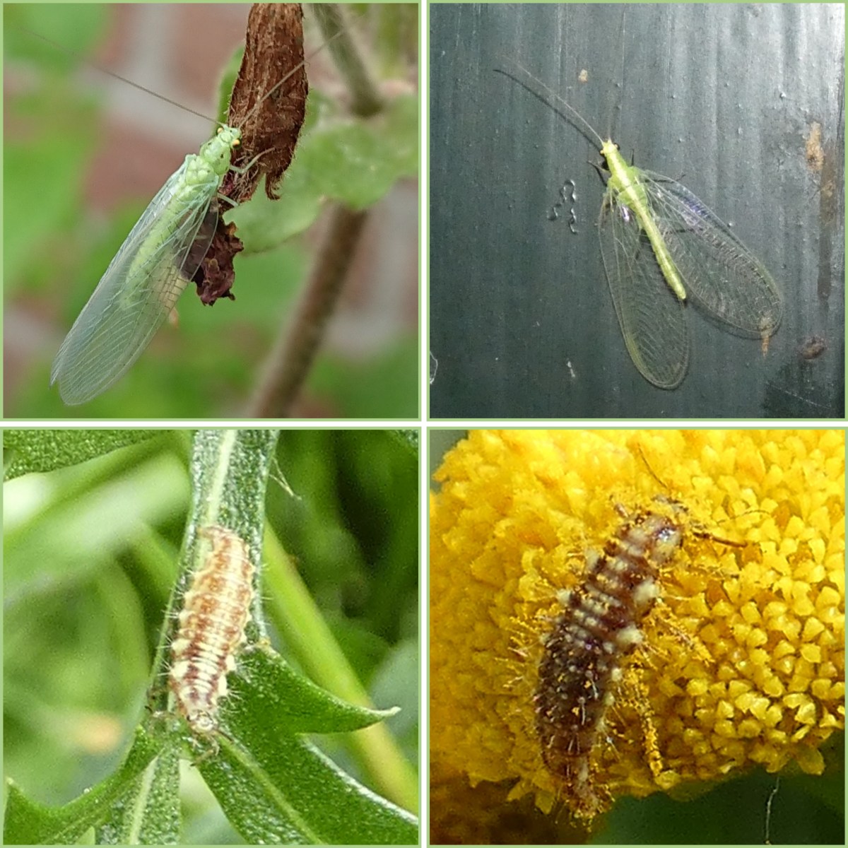 Soort van dag 87:&nbsp;goudoogje