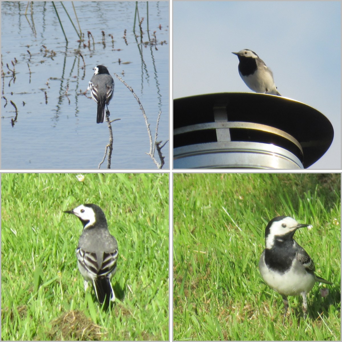 Soort van dag 94: witte&nbsp;kwikstaart