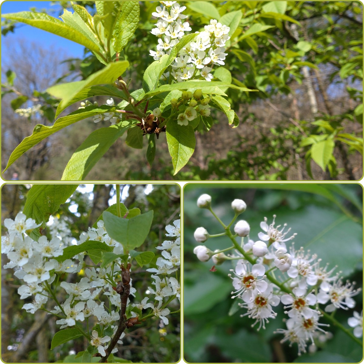Soort van dag 125:&nbsp;vogelkers