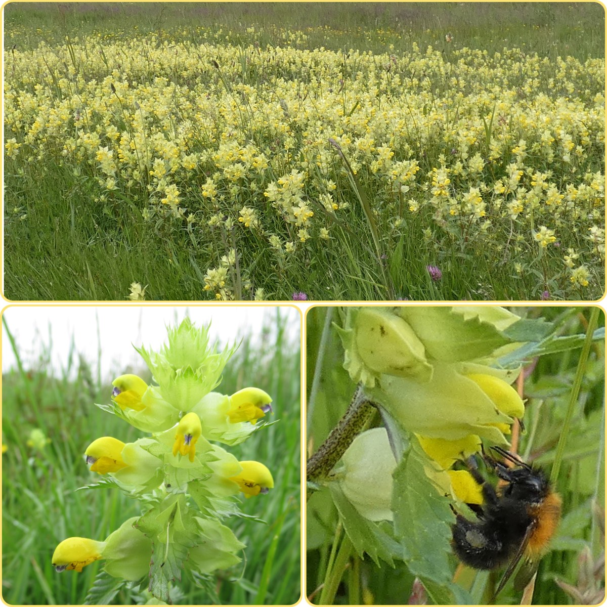 Soort van dag 157: grote&nbsp;ratelaar