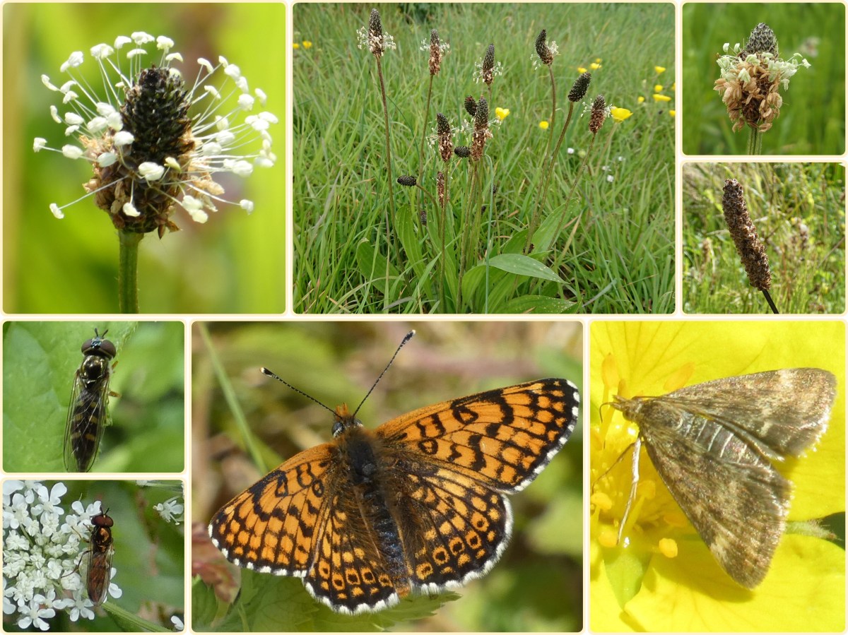 Soort van dag 196: smalle&nbsp;weegbree
