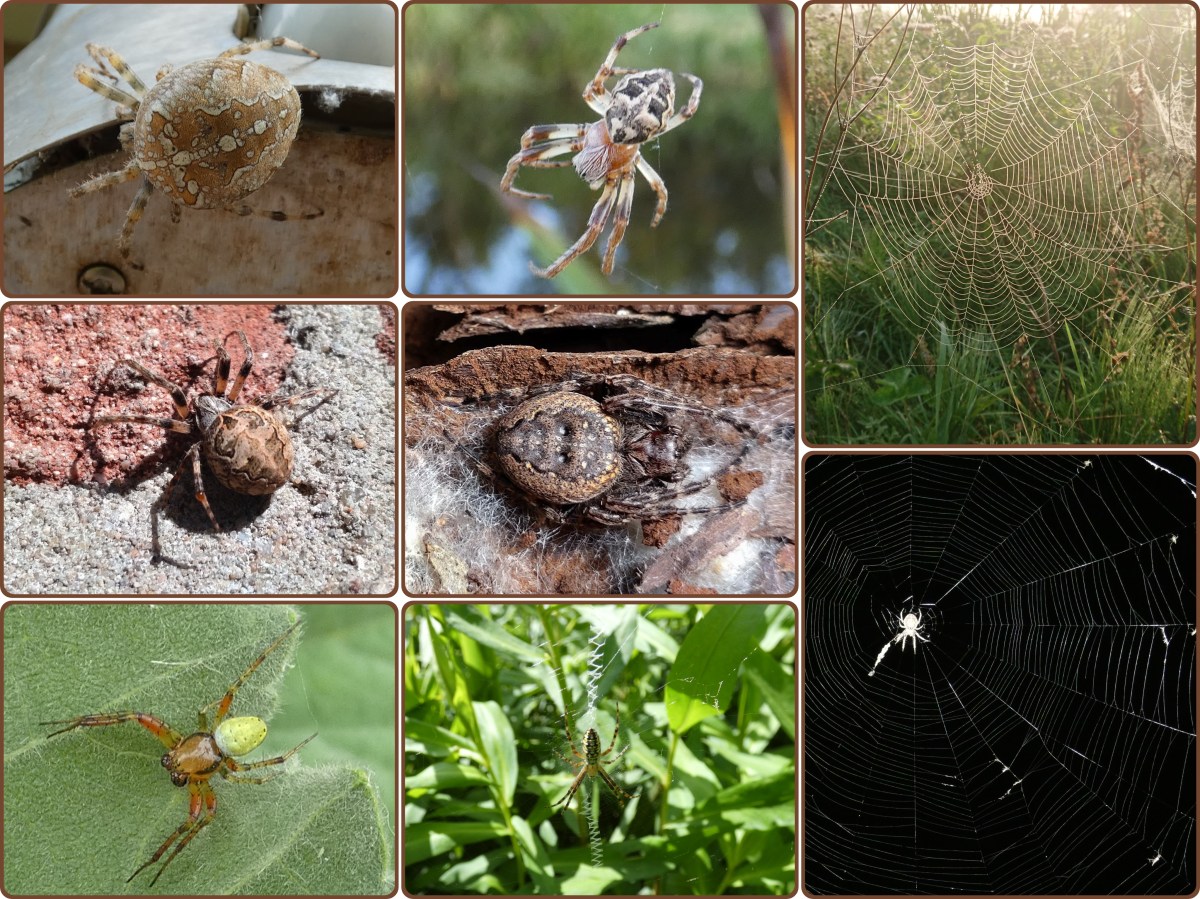 Soort van dag 252:&nbsp;wielwebspinnen