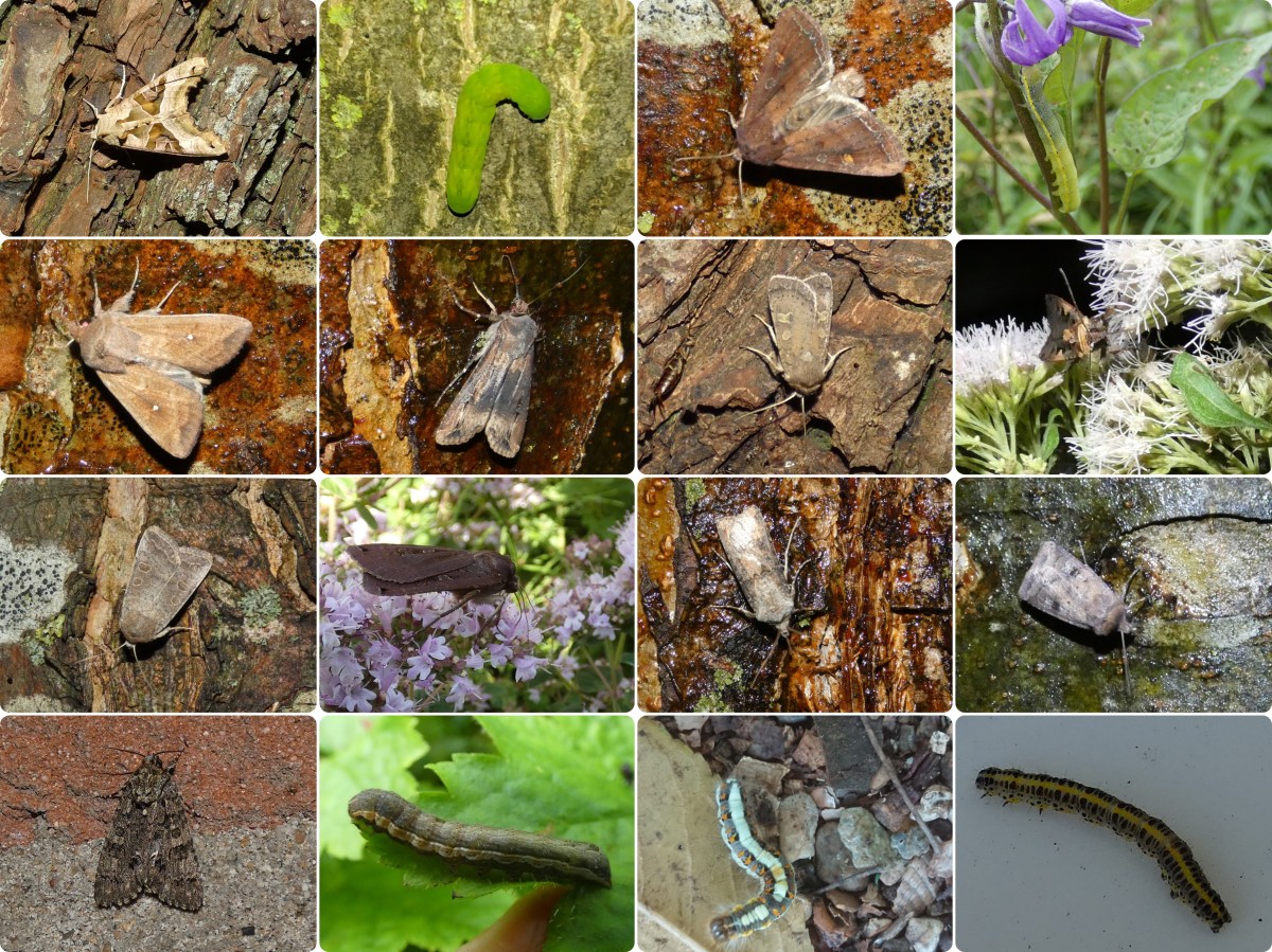 Soort van dag 258:&nbsp;uilen