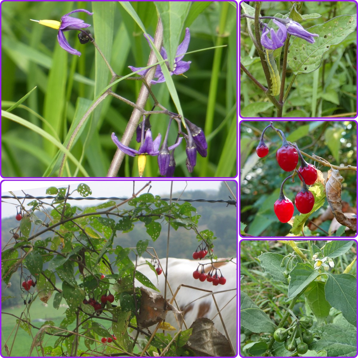 Soort van dag 279:&nbsp;bitterzoet