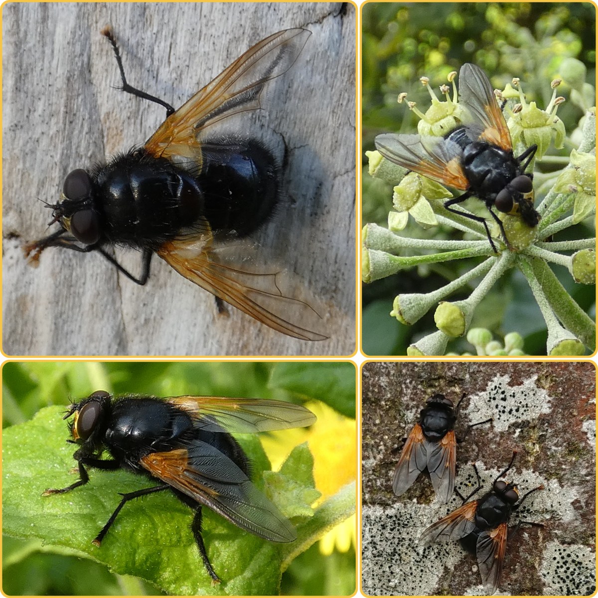 Soort van dag 283:&nbsp;schorsvlieg