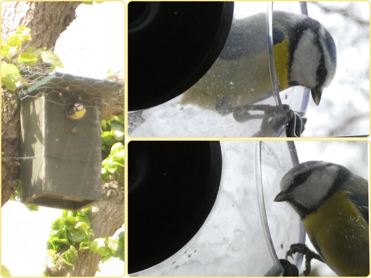 Soort van dag 286:&nbsp;pimpelmees