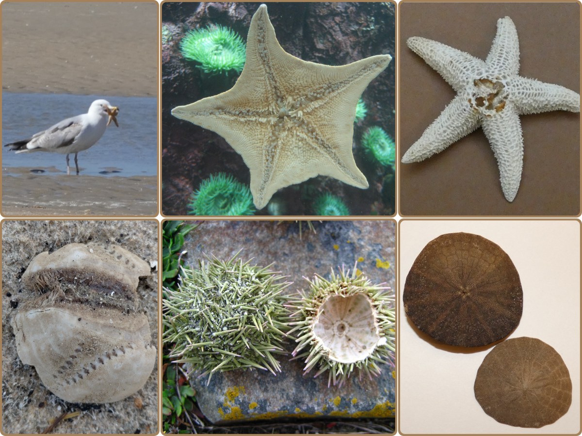 Soort van dag 315:&nbsp;stekelhuidigen