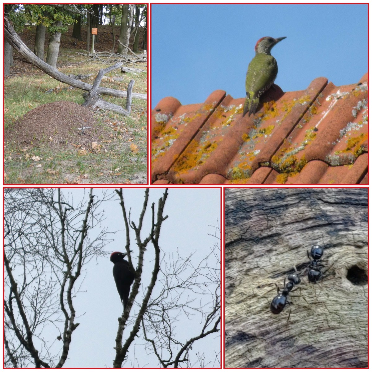 Soort van dag 334: groene en zwarte&nbsp;specht