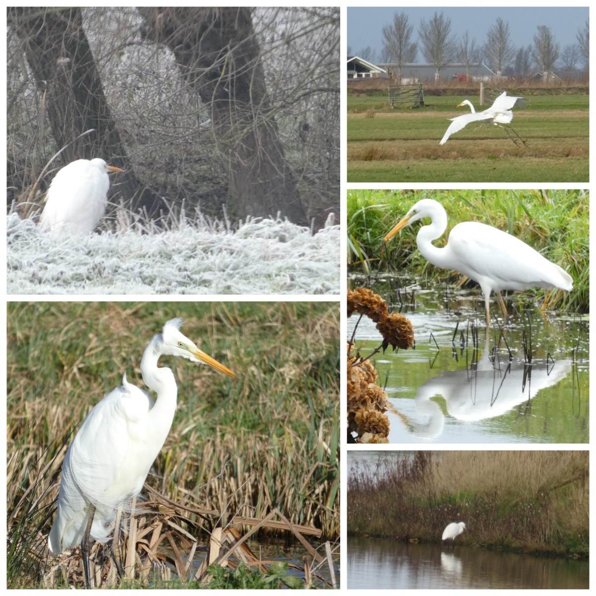 Soort van dag 346: grote&nbsp;zilverreiger